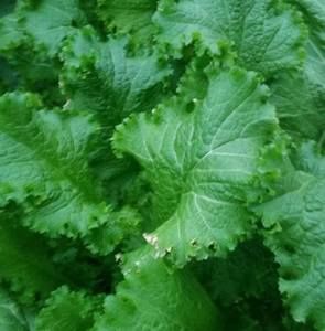 Meet your Posher, Berdie